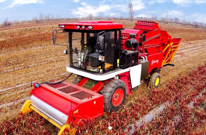 吉龙辣椒收获机 助力精河辣椒丰收忙